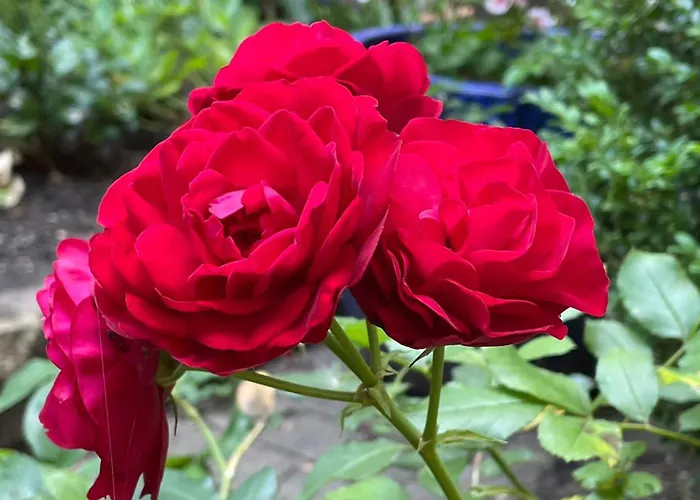 Cozy Rosy - Gemuetlich, Zentral, Frei Parken!