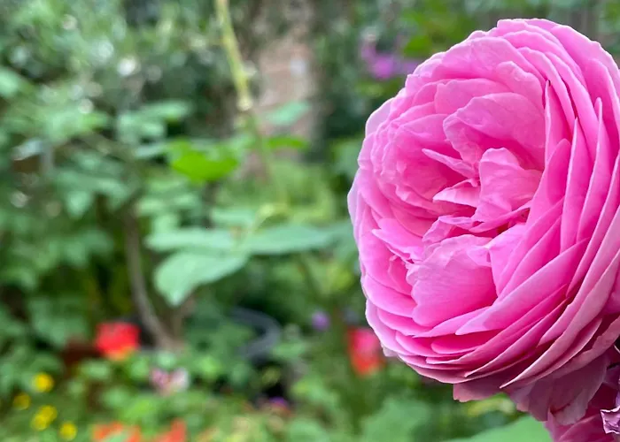 Cozy Rosy - Gemuetlich, Zentral, Frei Parken!