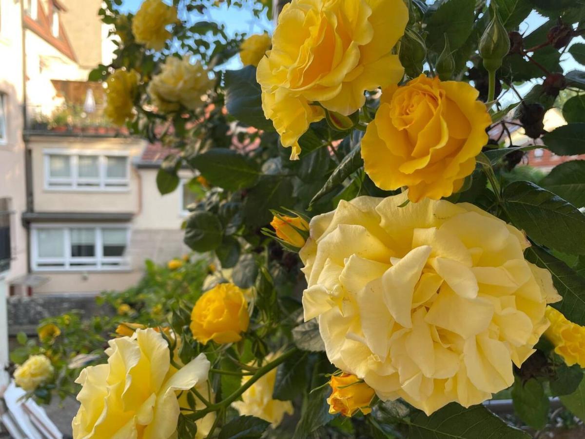 Apartment Cozy Rosy - Gemuetlich, Zentral, Frei Parken! Bamberg