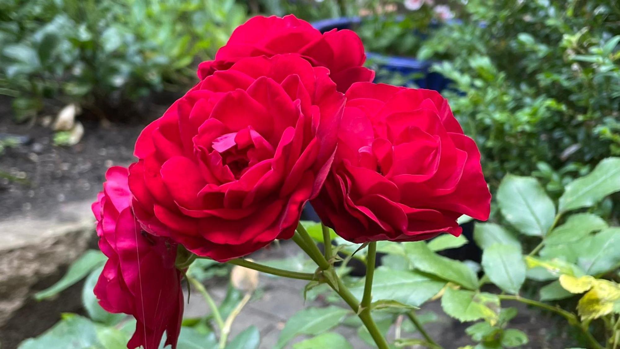 Cozy Rosy - Gemuetlich, Zentral, Frei Parken!